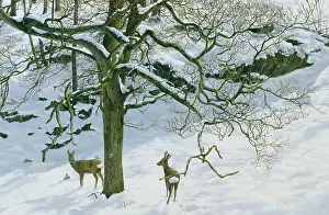 Renny: Roe Deer in Winter