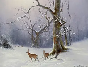 Nils: Roe Deer in Woodland with Snow