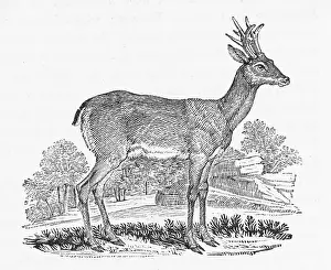 Roebuck: ROEBUCK (BEWICK)