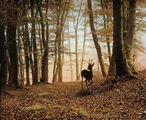 Roebuck: Roebuck in the forest