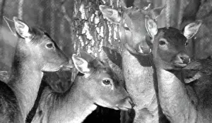 Roes: Roes, 1971