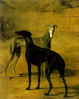 Canines: Rolla and Portia