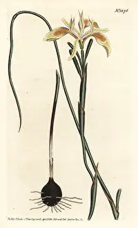 Moraea: Rolled-leaved moraea, Moraea angusta