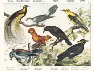 Grackle: Roller, bird of paradise, cock of the rock, etc