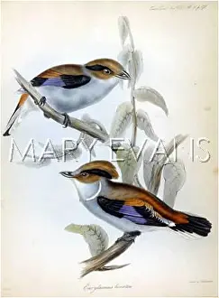 Lunatus: ROLLER (GOULD)