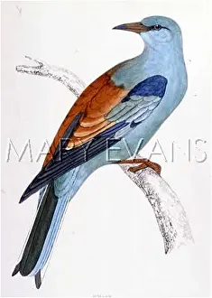 Coracias: ROLLER (MORRIS)