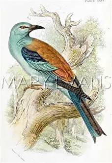 Coracias: ROLLER (SHARPE)