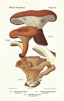 Bessin: Rollrim mushrooms