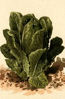 Veggie: Romaine