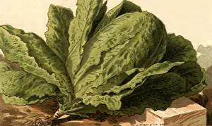 Salad: Romaine Lettuce