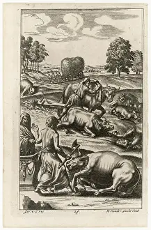 Dismayed: ROMAN CATTLE STRICKEN