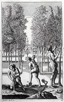 Pruning: ROMANS TENDING TREES