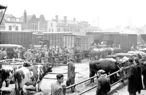 Romford: Romford, Cattle Market c1950