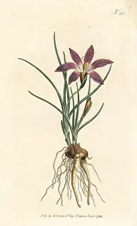 Ixia: Romulea bulbocodium