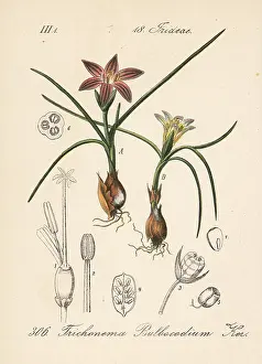 Bulbocodium: Romulea bulbocodium