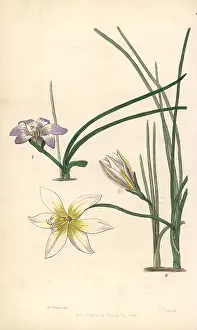 Graeca: Romulea bulbocodium