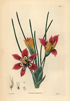 Speciosus: Romulea monadelpha