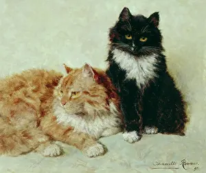 Ronner: Ron-Ron and Till ' two cats