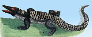 Classification: Rondelet, Crocodile, 16th Century