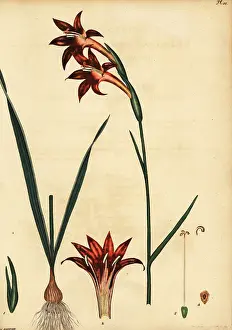 Volume 1: Rooi-Afrikaner, Gladiolus watsonius