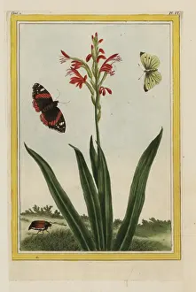 Gladiolus: Rooipypie, Antholyza cunonia