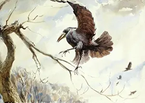 Rooks: Rook in flight