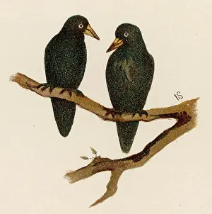 Corvus: ROOK (SOMERSET)