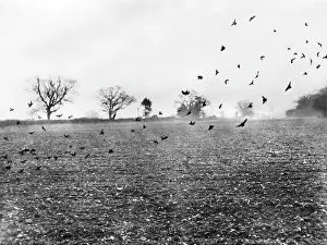 Rooks: ROOKS ATTACKING CROPS
