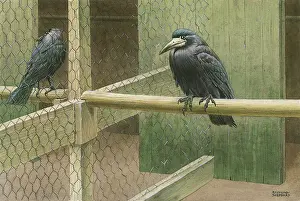 Caged: Rooks in a Cage