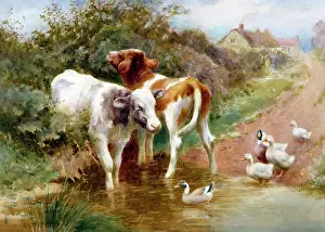 Bottomley: Room for All ' calves and ducks