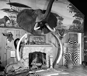 Pelt: ROOM WITH BIG GAME TROPHIES MOUNTED AROUND A