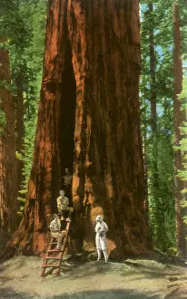 Forty: Room Tree, Sequoia National Park