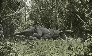 Hunts: Roosevelt elephant hunting, 1910