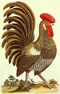 Frisch: Rooster