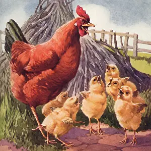 Roosters: Rooster and Chicks