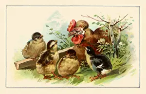 Hens: Rooster and Chicks
