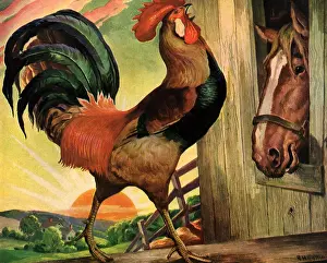 Crowing: Rooster Crowing