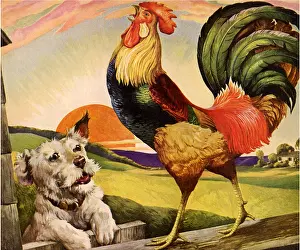 Crowing: Rooster Crowing