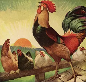 Stretches: Rooster Crowing