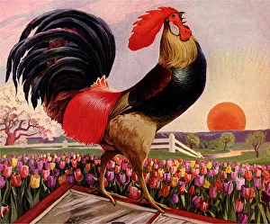 Tulips: Rooster Crowing