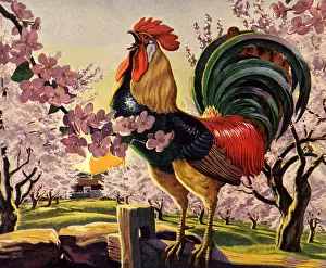 Proudly: Rooster Crowing
