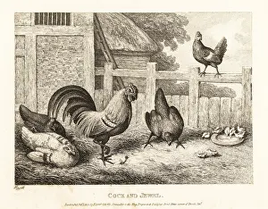 John Gay: A rooster finds a precious jewel in a barnyard