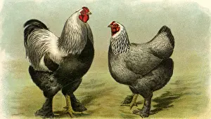 Hens: Rooster and Hen