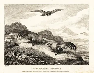 Cockfighting: Two roosters fighting in a barn yard below an eagle