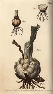1768 1819: Root and bulb of the lily, Lilium species