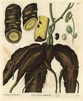 Columbo: Root of the columbo or calumba plant, Cocculus palmatus