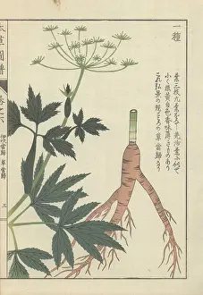 1786 1842: Root, leaves and tiny white florets of Japanese