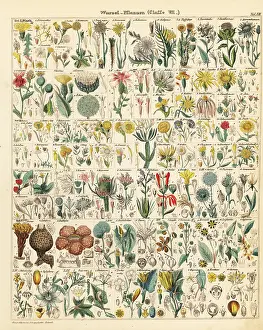 Artichoke: Root plants and vegetables