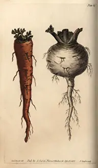 Turnip: Root vegetables, carrot Daucus carota and turnip