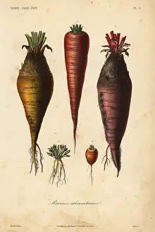 Beta: Root vegetables, racines alimentaires